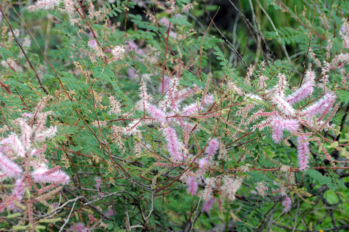 Velvetpod Mimosa is a shrub with multiple short dense branches and stems. The stems have many spines in groups of 3 or 4. The leaves “close” when touched like "Sensitive Briar, M. roemeriana", leaves linear-lanceolate. Mimosa dysocarpa